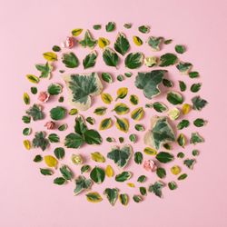 Green and yellow leaves in circle on pink background