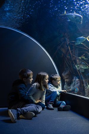 Three kids staring at fishes in an aquarium