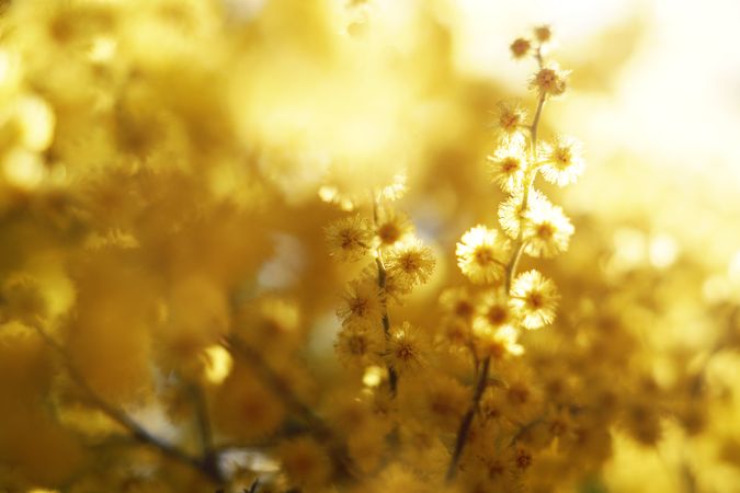 Tender golden twigs on sunny day