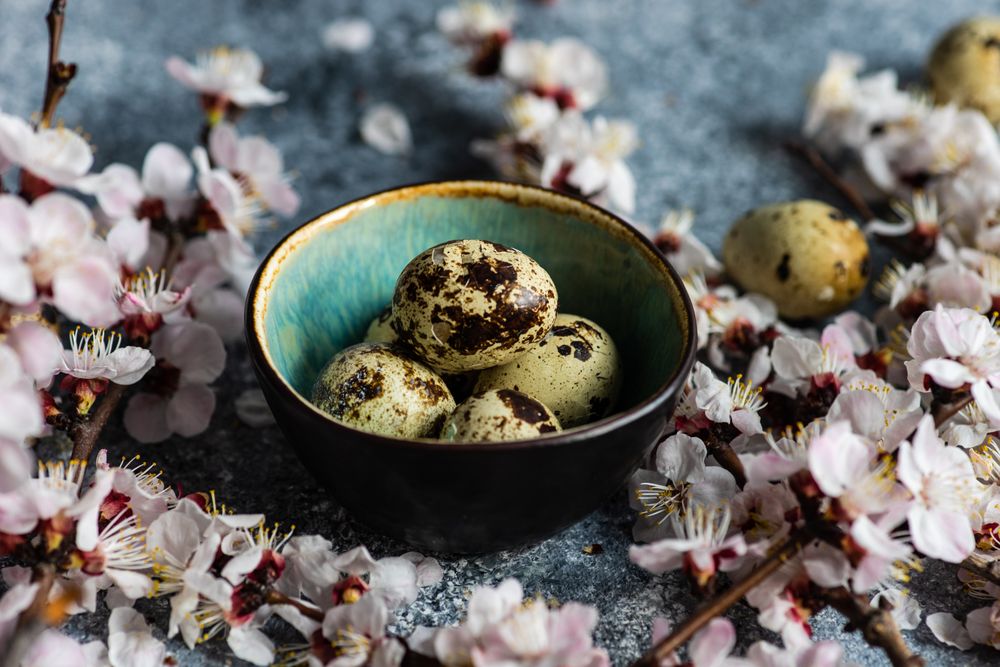 Spring floral concept with apricot blossom with bowl of speckled quail eggs