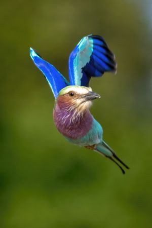 Lilac-breasted roller flies towards camera turning head