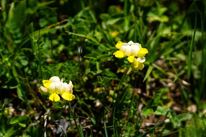 Yellow wildflowers in a grassy field.