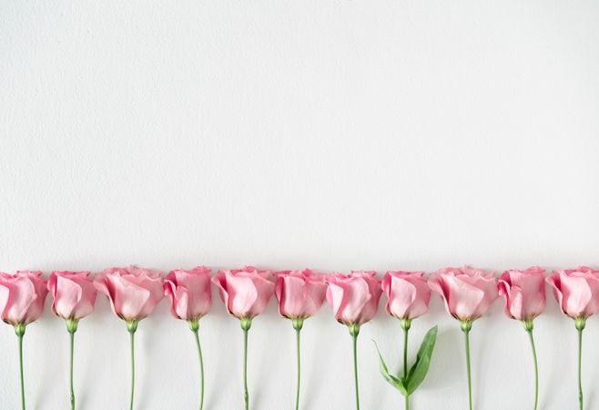 Row of pink roses and leaves