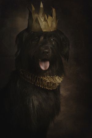 Giant schnauzer in golden crown and ruff