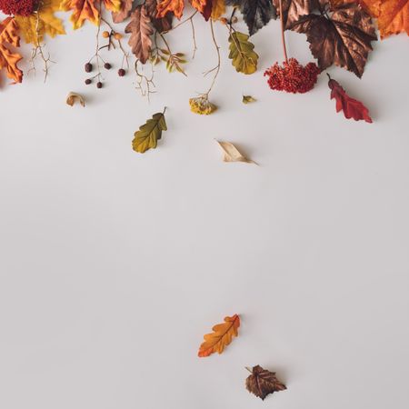 Autumn branches and leaves on top border of light background