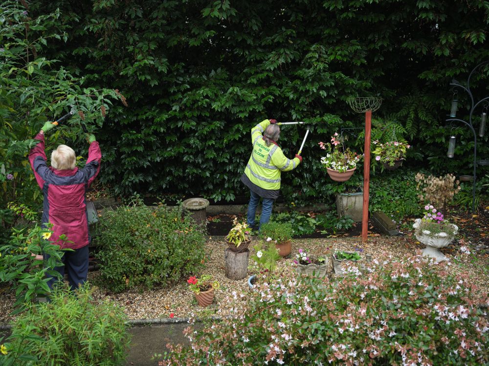 Back of two people trimming a large bush in garden