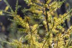 Closeup of a tamarack tree in Itasca County, Minnesota