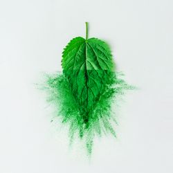 Nettle leaf with green dust on light background