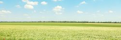 Green barley field against sky, space for text. Agriculture