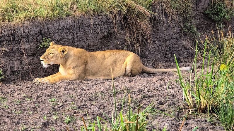 Lioness resting on the ground in Kenya