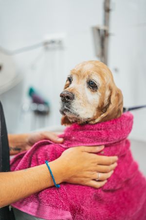 Female groomer drying dog with towel