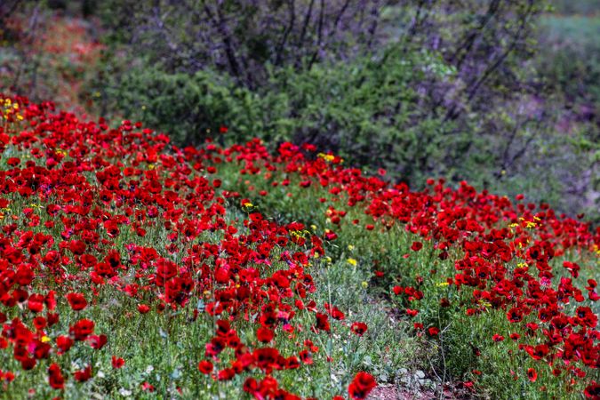 Beautiful red poppy flowers in meadow