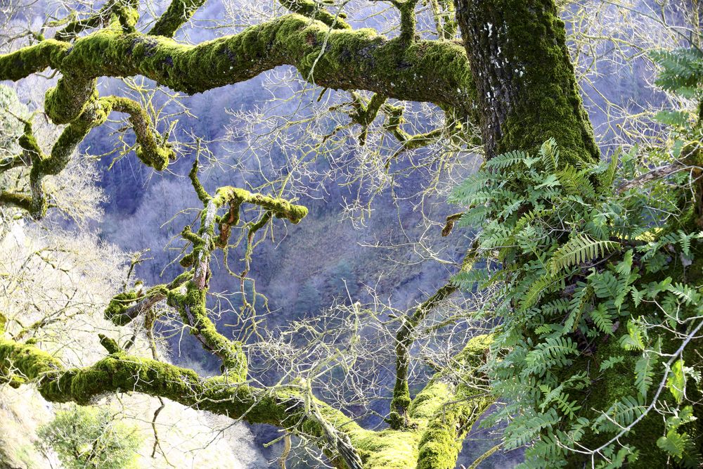 Green branches covered with moss