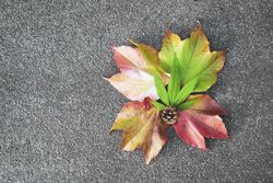 Fall leaves and pinecone with marijuana leaf on pavement, copy space