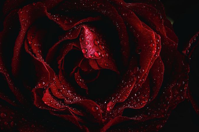 Red roses with dark background
