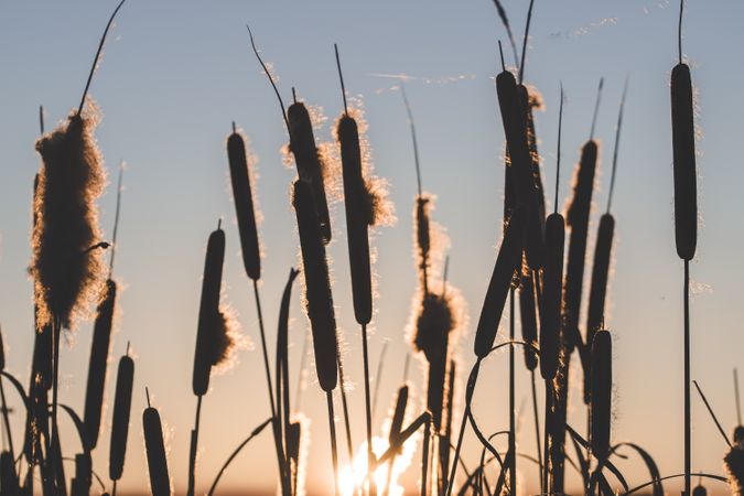 Reeds with fluffs at sunset