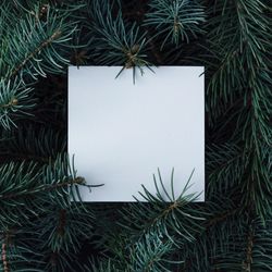 Christmas pine tree branches with paper card