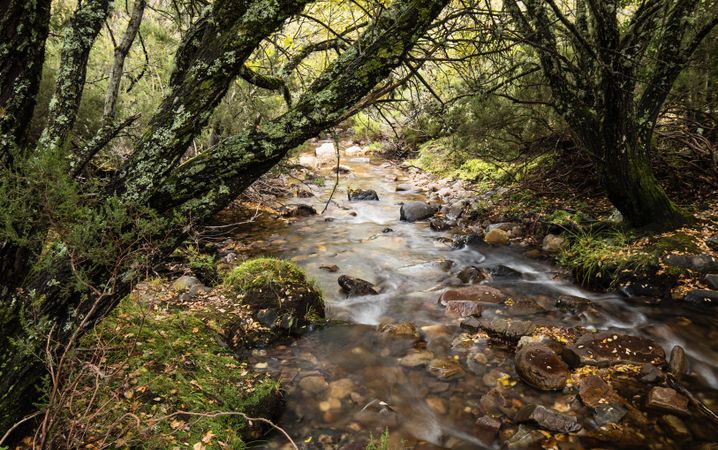Beautiful clean creek in autumn forest