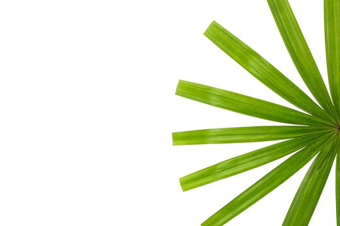 Green leaves of palm tree isolated on plain background