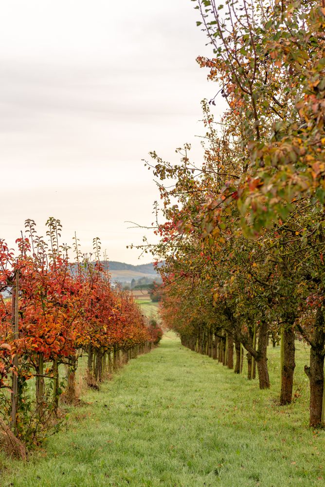 Apple and pear trees in a row in an autumn orchard in Stuttgart, Germany