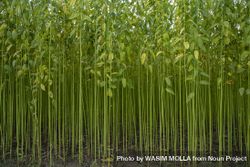 Green Jute Plantation Field. Raw Jute Plant Texture Background. This Is ...