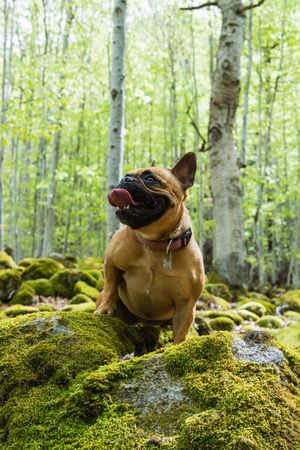 Cute French Bulldog standing in forest