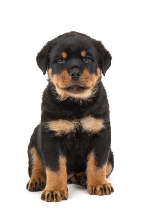 Cute sitting rottweiler puppy isolated on a light background
