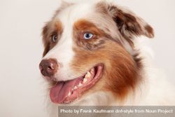 Portrait of a light brown Australian shepherd with blue eyes in studio shoot 56G2Ee