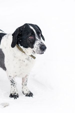 Winter Watchfulness Dog