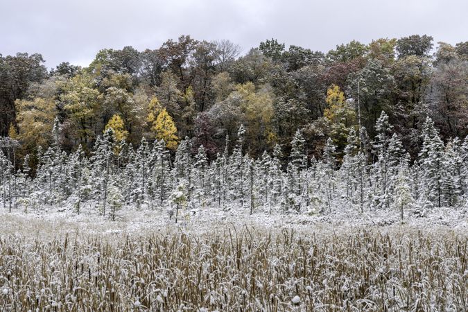 First snow and fall foliage in McGregor, Minnesota