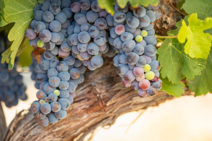 Vineyard with Lush, Ripe Wine Grapes on the Vine Ready for Harvest