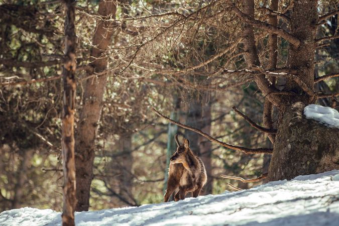 Wild goats pasturing near tree between snow