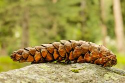 Side of pinecone resting on stone