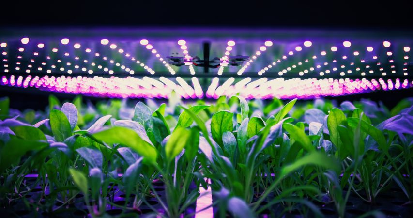Vertical Farming Rack with Green Spinach Growing in Hydroponics System.