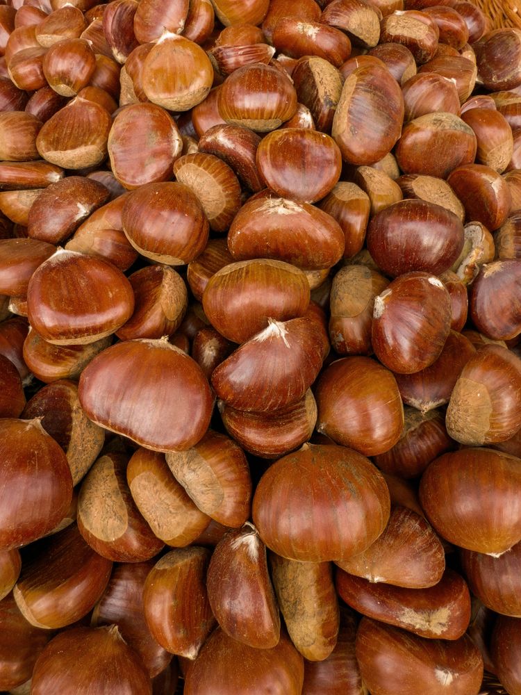 Fresh whole chestnuts background, close-up of autumn seasonal nuts