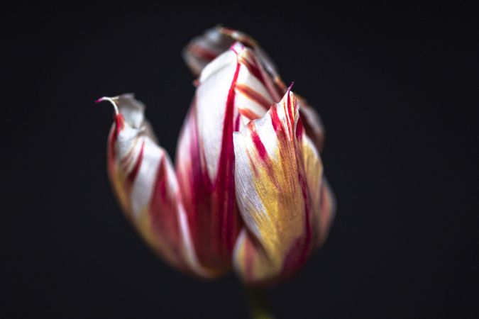Red and yellow tulip, close up