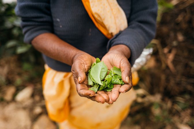 Sri Lankan person at market holding handful of fresh herbs