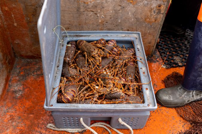 Fisherman throwing lobster to a fill box