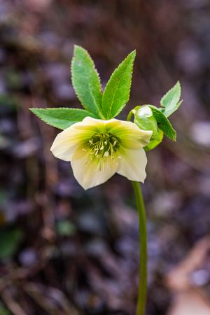 Wild  hellebore flowers in the spring forest