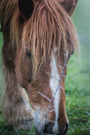 Chestnut horse standing in countryside