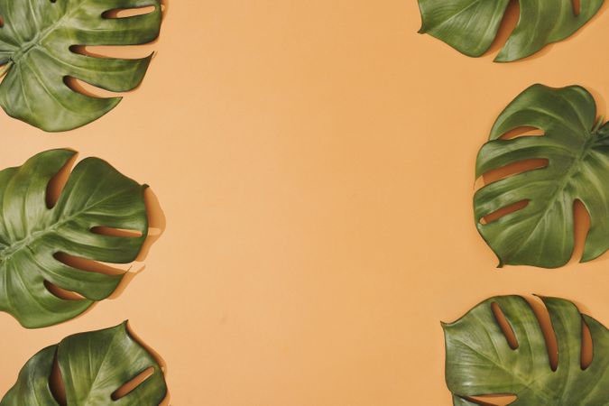 Tropical monstera leaves bordering pastel orange background