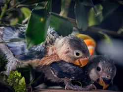 Adorable lovebirds in nest on tree among green lush leaves