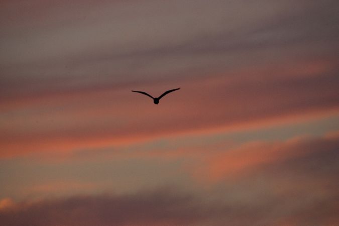 Bird against a sky