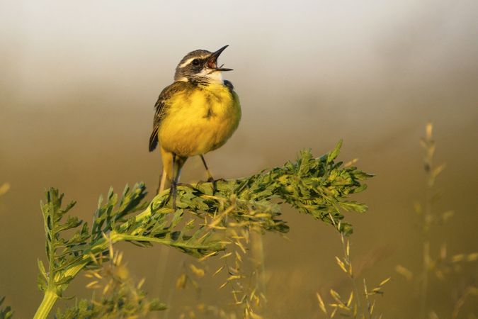 Wild bird on twig between plants