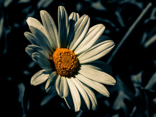 Marguerite flower in bloom