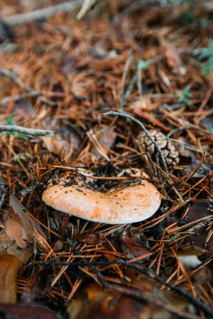 Fresh saffron mil cap (lactarius deliciosus) in pinewood