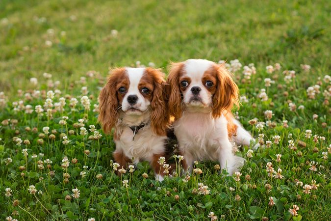 Spaniel puppy on the lawn