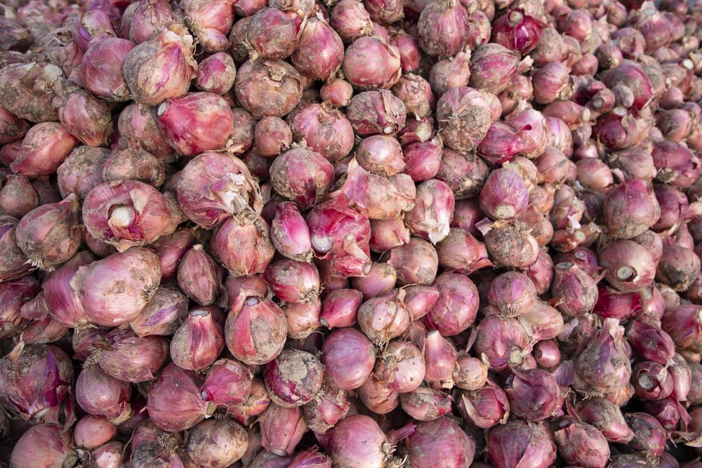 Red onions or shallots for sale in the market