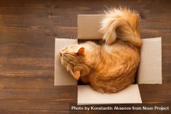 Fluffy cat sitting comfortably in small box 5a92v5