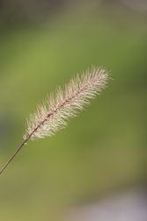 Single gentle twig in grassland